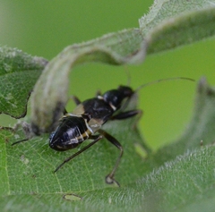 Himacerus mirmicoides