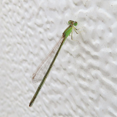 Ischnura