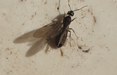 Formicidae