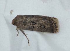 Agrotis bigramma
