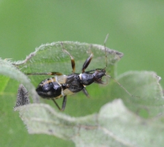 Himacerus mirmicoides