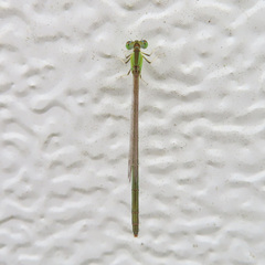 Ischnura