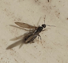 Formicidae