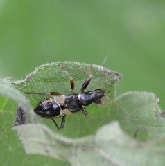 Himacerus mirmicoides