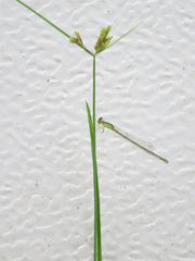 Ischnura