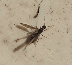 Formicidae