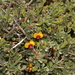 Bossiaea calcicola - Photo (c) Nick Lambert, some rights reserved (CC BY-NC-SA), uploaded by Nick Lambert