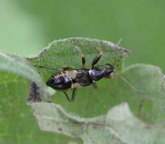 Himacerus mirmicoides