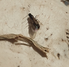 Formicidae