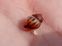 Buccinoidea