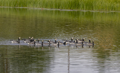 Branta leucopsis