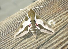 Hyles euphorbiae