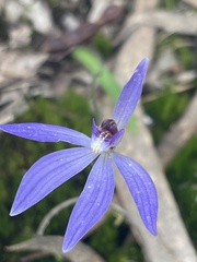 Cyanicula caerulea