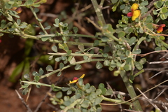 Bossiaea