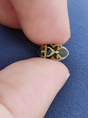 Eurydema ornata