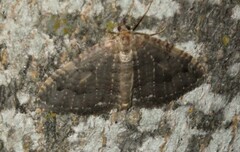 Triphosa dubitata