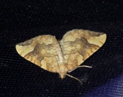Eulithis populata