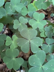 Oxalis acetosella
