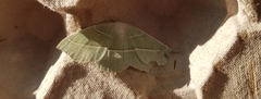 Campaea margaritaria