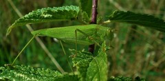 Phaneroptera falcata