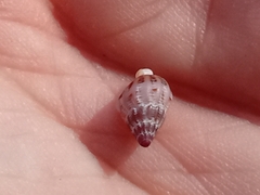 Buccinoidea