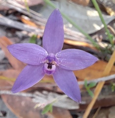 Glossodia minor