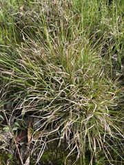 Themeda triandra