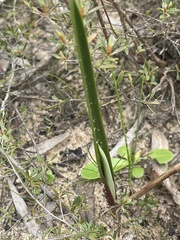 Calochilus campestris