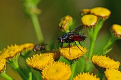 Eriothrix rufomaculata