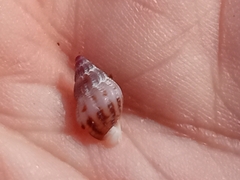 Buccinoidea