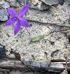Glossodia minor