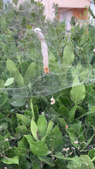Cyrtophora citricola