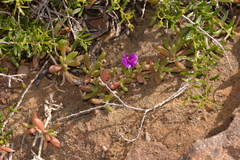 Ruschieae