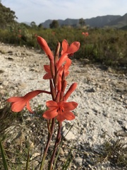 Watsonia
