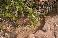 Ruschieae