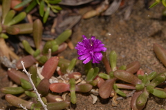 Ruschieae