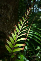 Blechnum