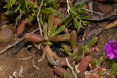 Ruschieae