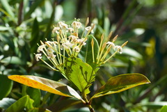 Ixora francii