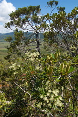 Myodocarpus