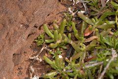 Ruschieae