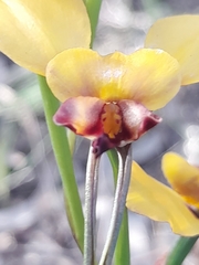 Diuris magnifica