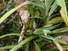 Coelogyninae