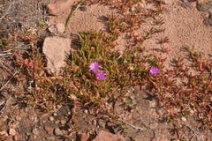 Ruschieae