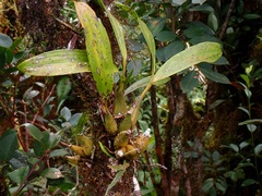 Coelogyninae