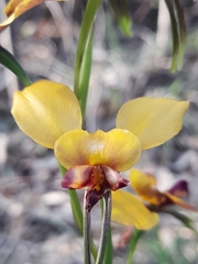 Diuris magnifica