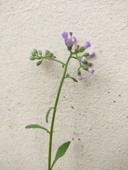 Cyanthillium cinereum