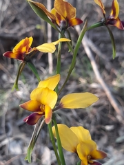 Diuris magnifica
