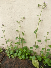 Cyanthillium cinereum