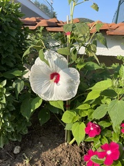 Hibiscus